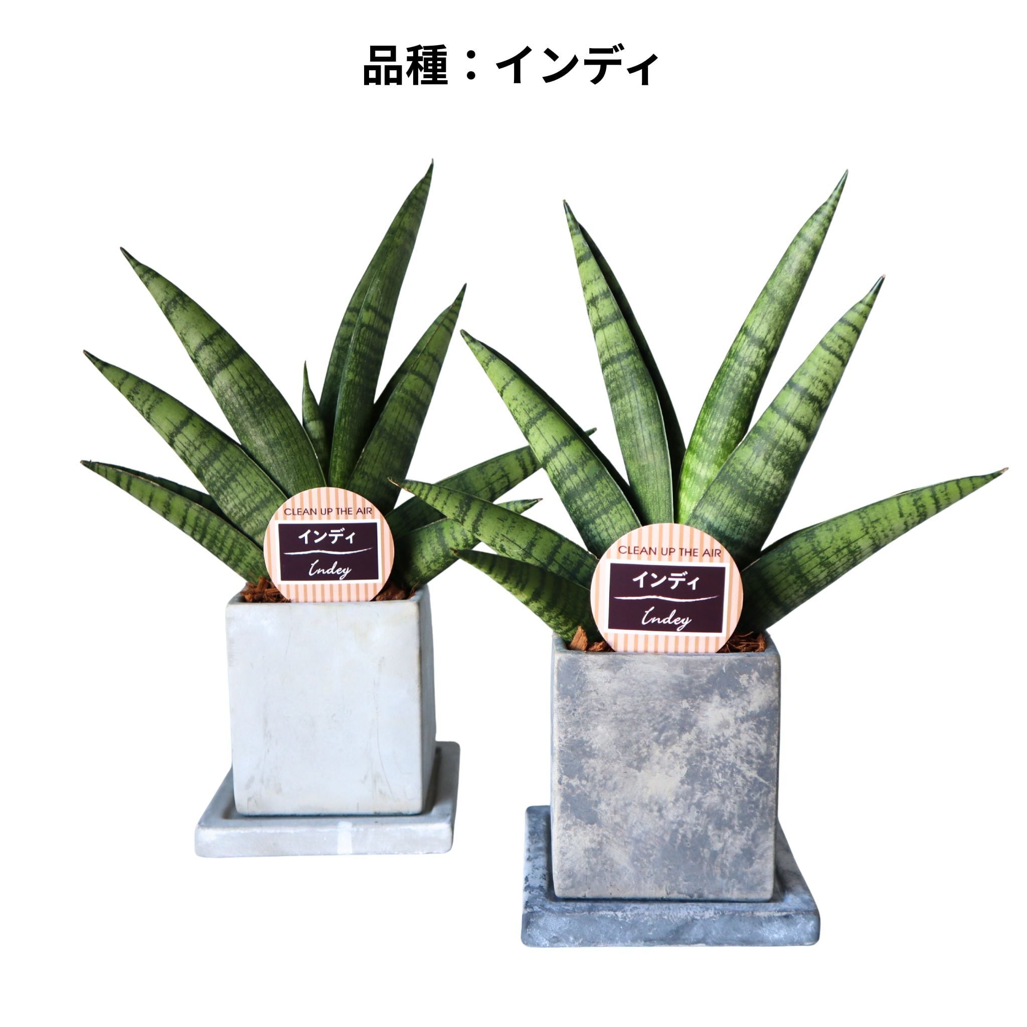 観葉植物フェア】お部屋のミニ空気清浄機 選べる3種 サンセベリア