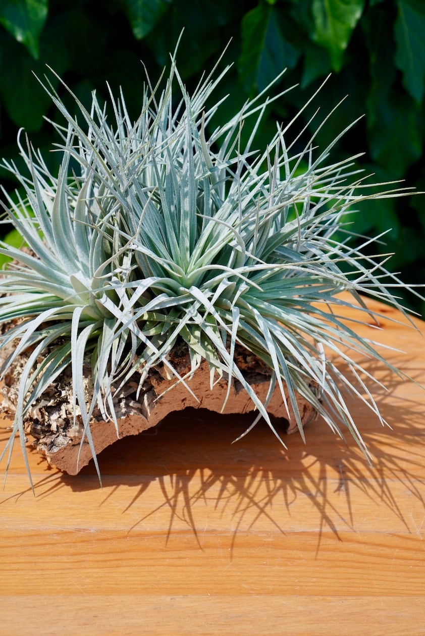 チランジア・コットンキャンディ コルク板着生仕立て | フラワー