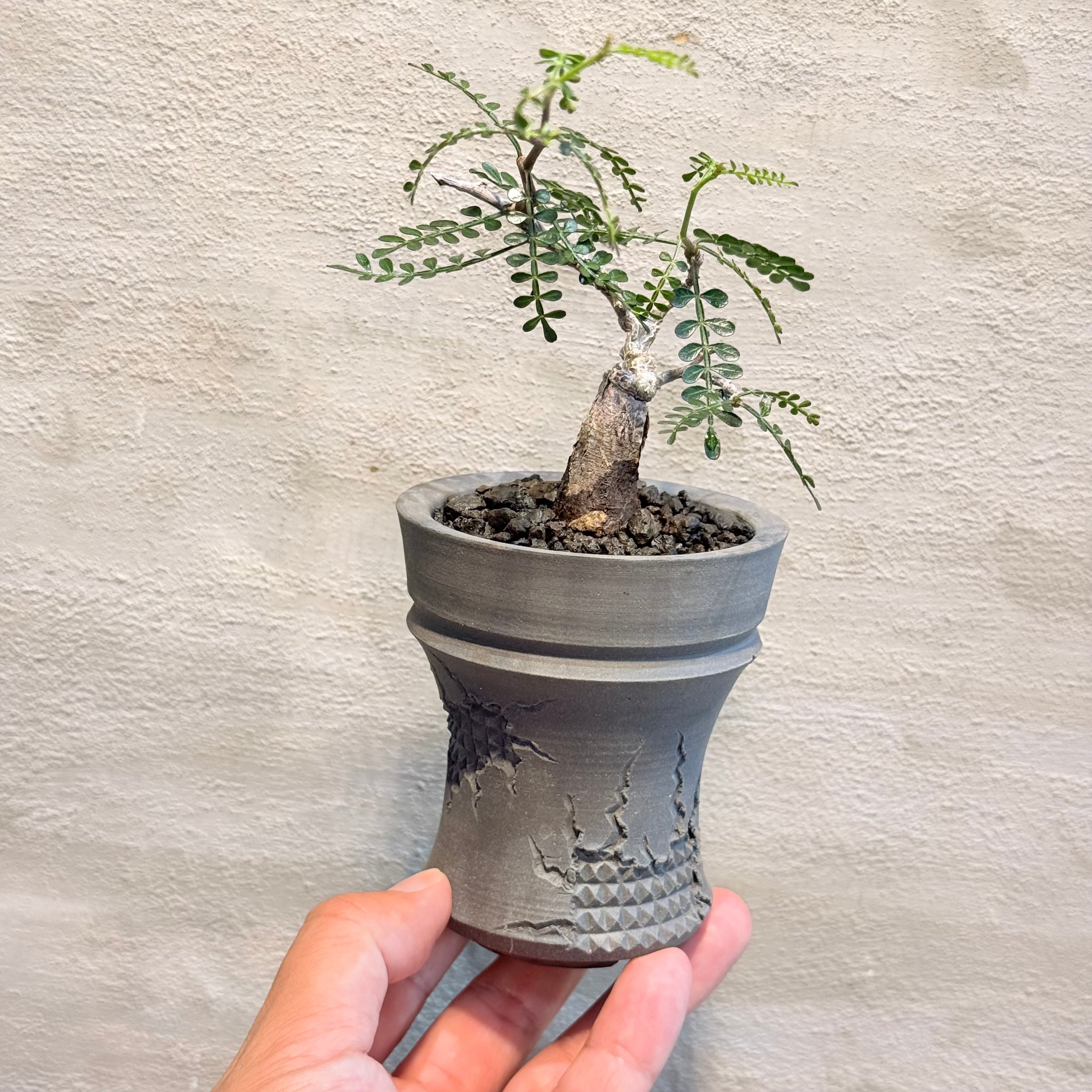植物 | A-PLANTS