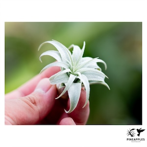 Tillandsia chapeuensis var. turriformis (Koheres)