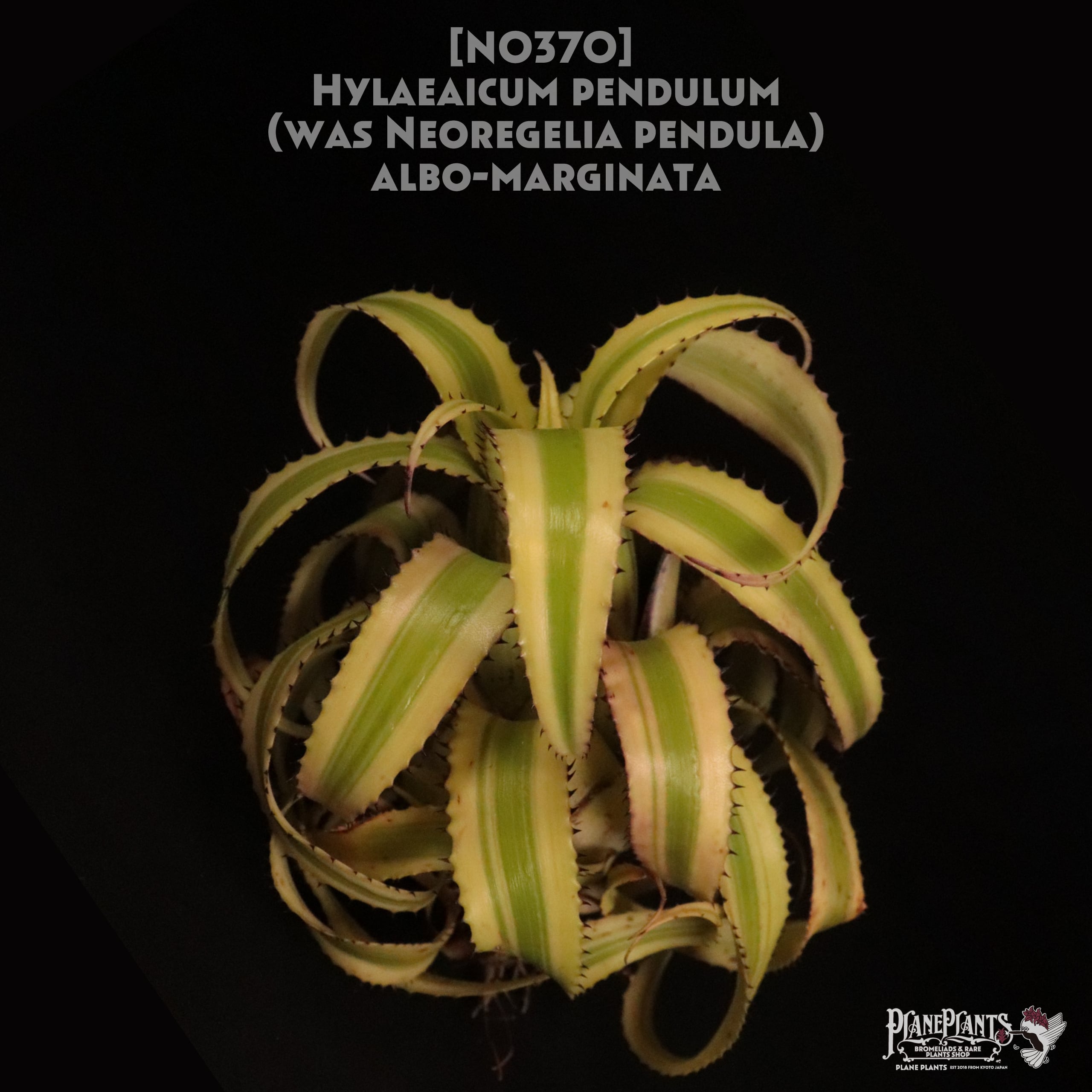 送料無料】Hylaeaicum pendulum 'albo-marginata'〔ネオレゲリア〕現品