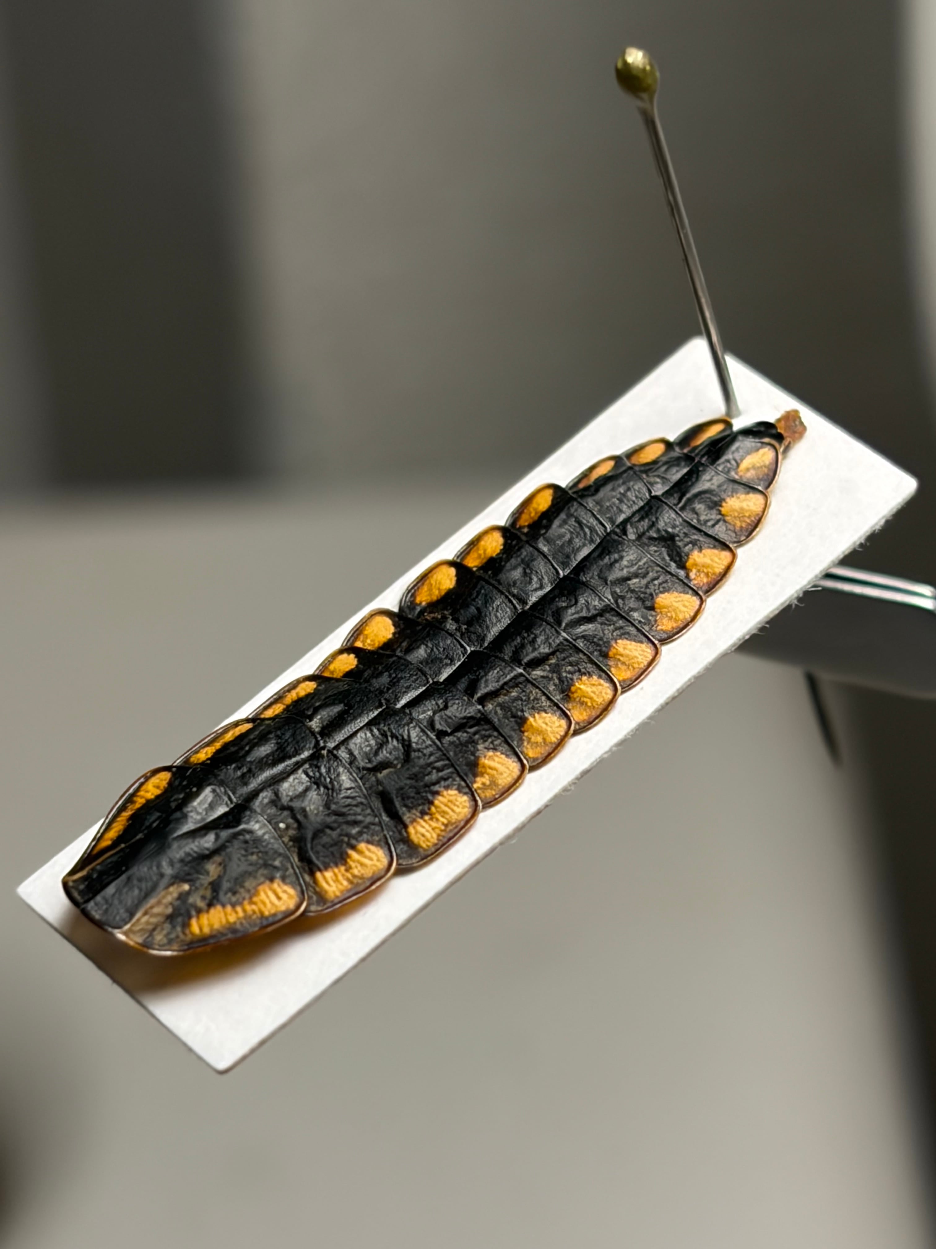 サンヨウベニボタルの昆虫標本ホタル標本 蛍タランチュラムカデ