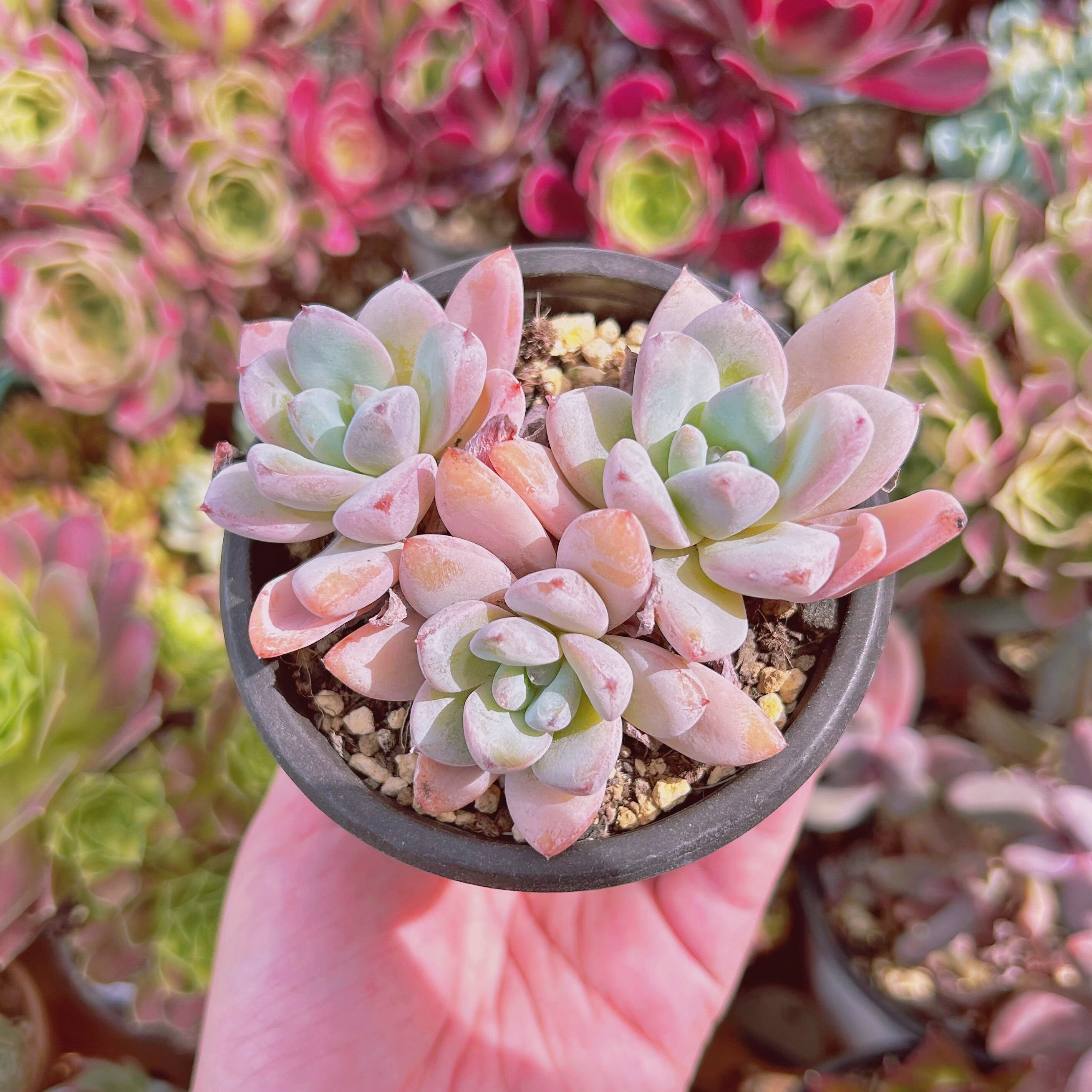 #298現物　多肉植物　Echeveria   星雪　抜き苗