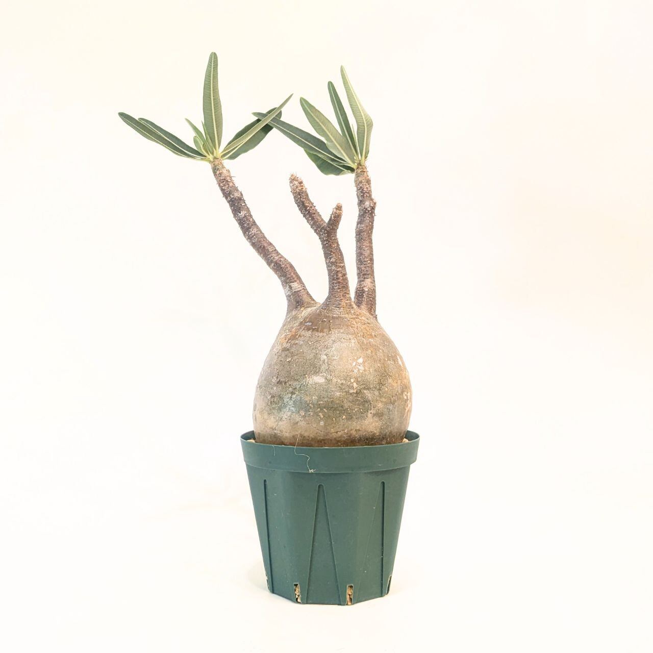 フィルミアナ コロラータ 発根管理中 塊根植物 コーデックス 多肉植物