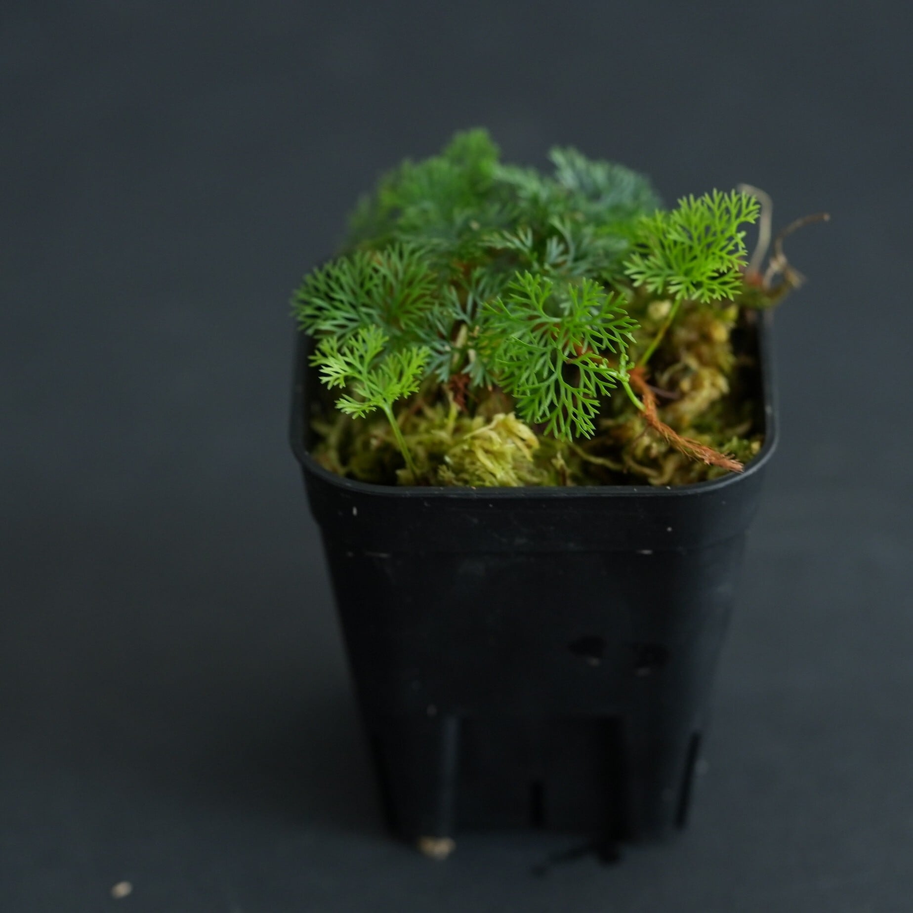 Davallia sp. from Sarawak （シダ植物）苔テラリウム作製用素材 L