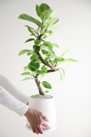 【M】フィカス アルテシマ 曲げ木/Ficus Altissima　※陶器鉢付き