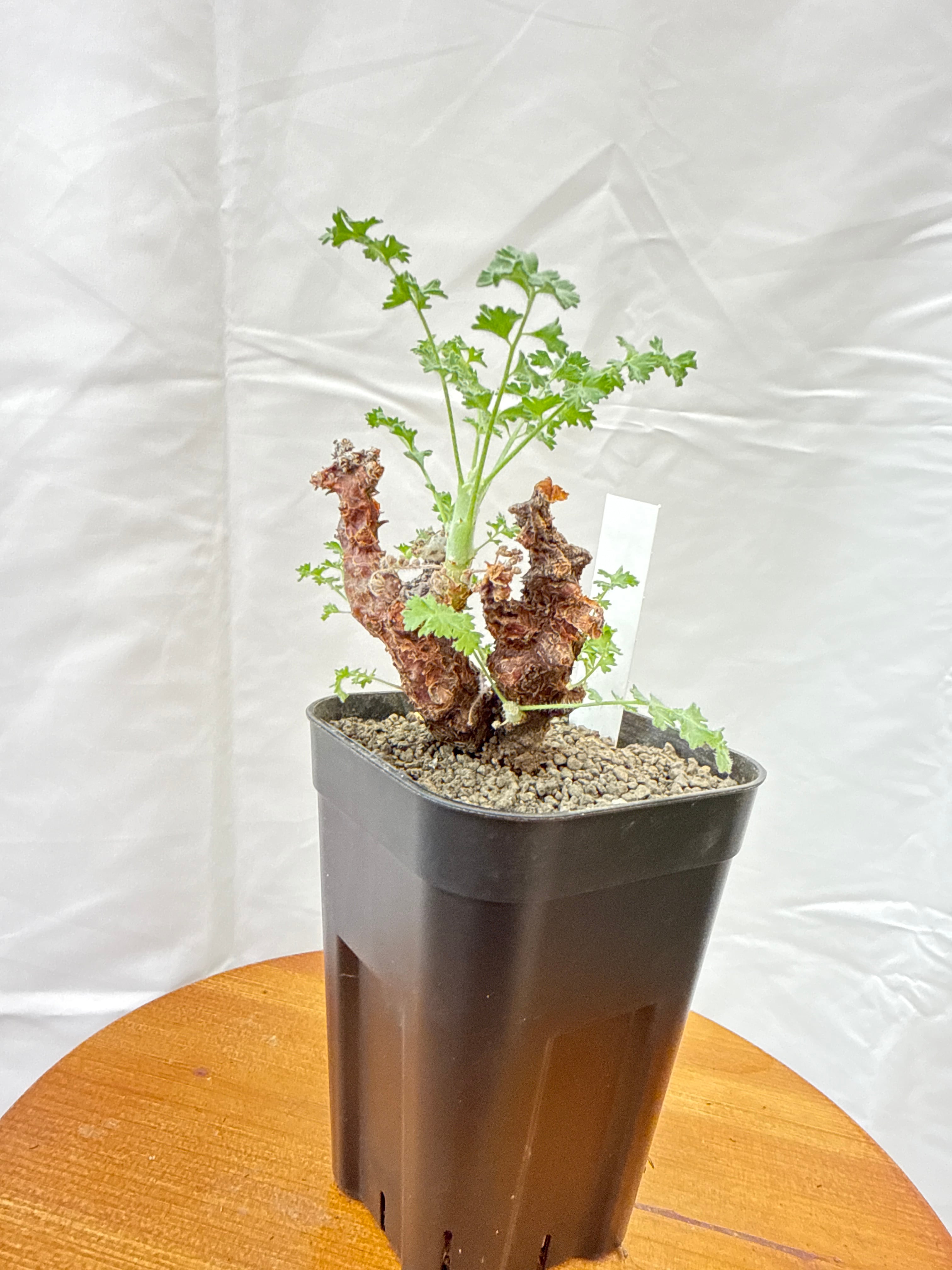 ペラルゴニウム　アルテルナンス ペラルゴニウム アルテルナンス | GREEN LUCK