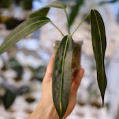 Anthurium wendlingeri⑤ / アンスリウム・ウェンドリンゲリ│観葉植物