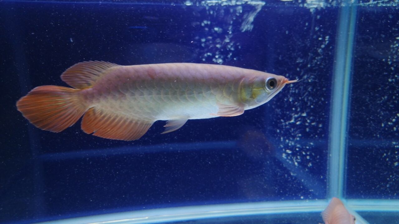 オススメ 紅龍 スーパーレッド アジアアロワナ 22 5930 証明書付 アロワナ等の大型魚 熱帯魚のオンライン販売店 Aroholic アロホリック