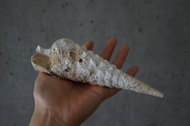 フランス産大型巻貝化石 Campanile giganteum 2380