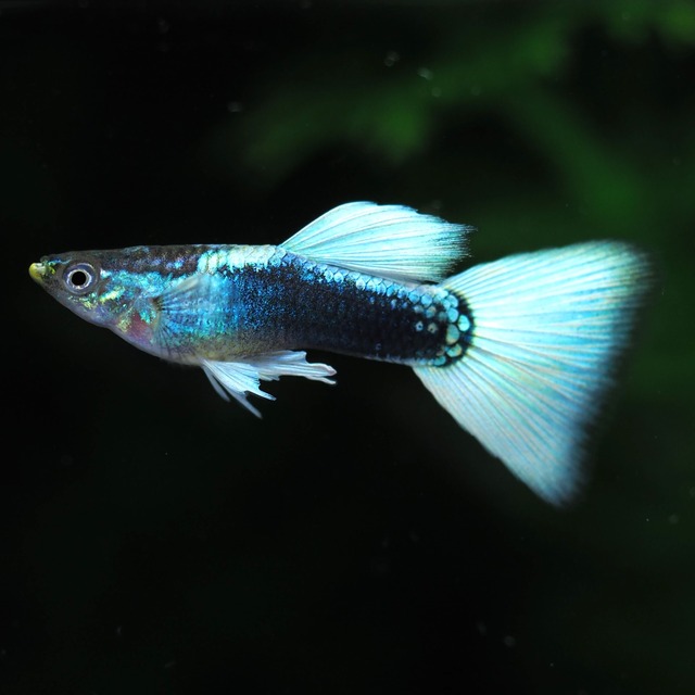 ドイツイエロータキシードリボン　若魚1カルテット＋おまけ1ペア