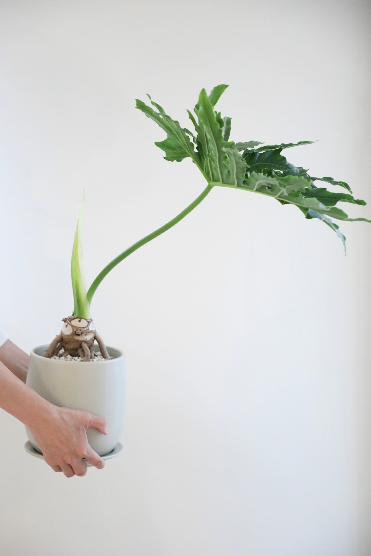 【M】セローム 根上り/Philodendron selloum　※陶器鉢付き