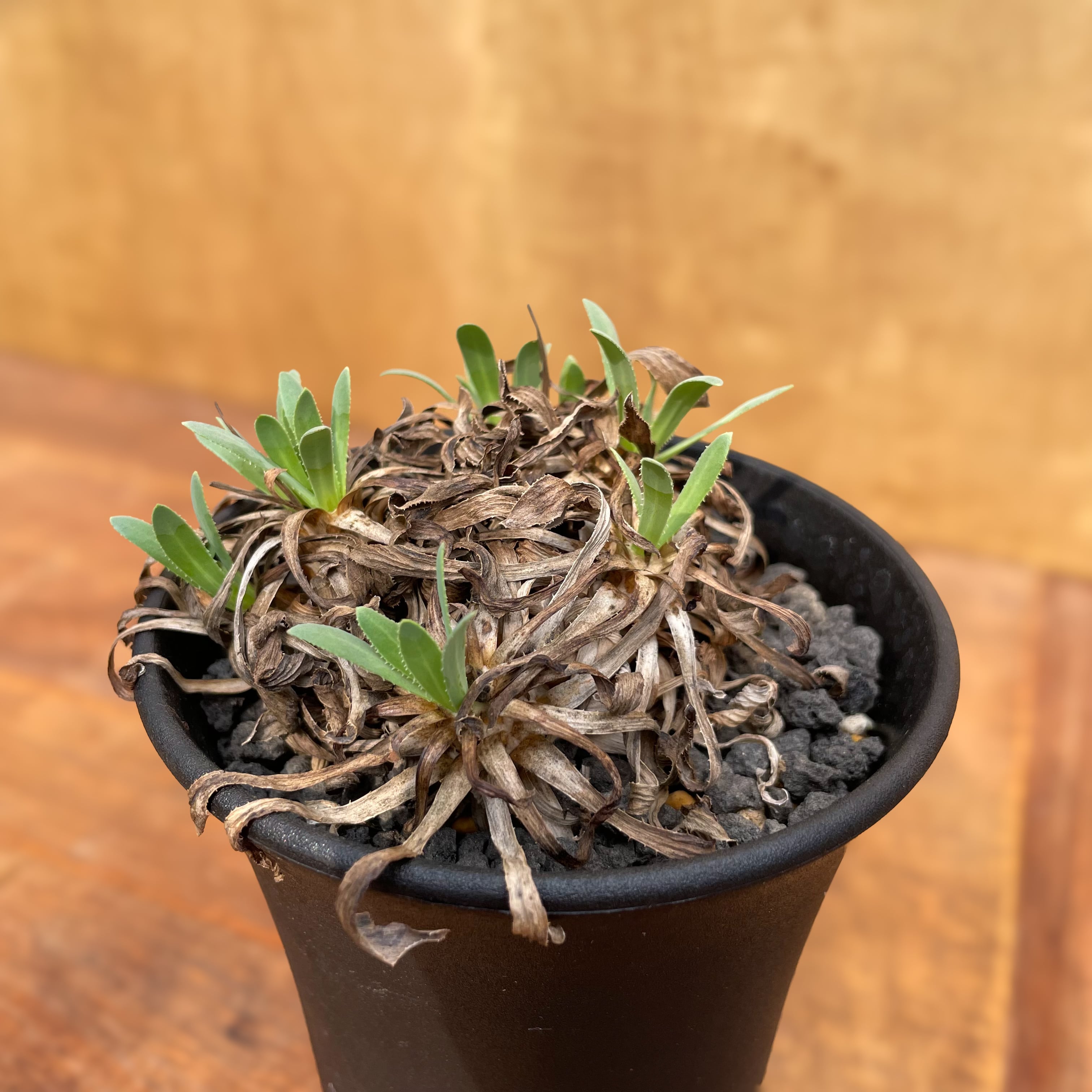 Othonna retrorsa【オトンナ・レトロルサ・実生】 | RIMO'S GREEN