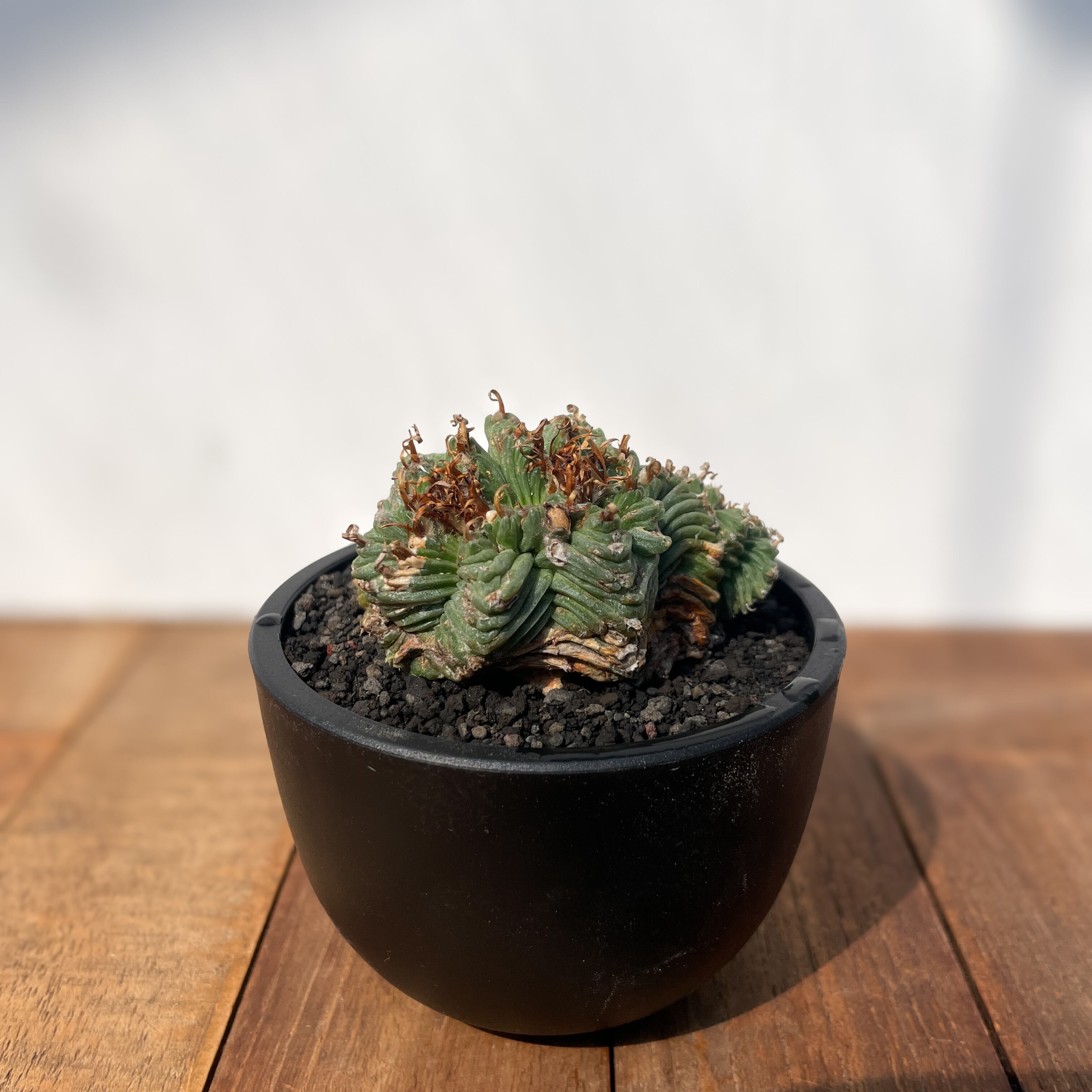 Aztekium ritteri 'Valdezii'【アズテキウム・紅籠・カキ仔】 | RIMO'S