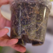 アンスリウム ドラヤキ × シルバーブラッシュ│Anthurium Dorayaki × A. Silver brush│観葉植物