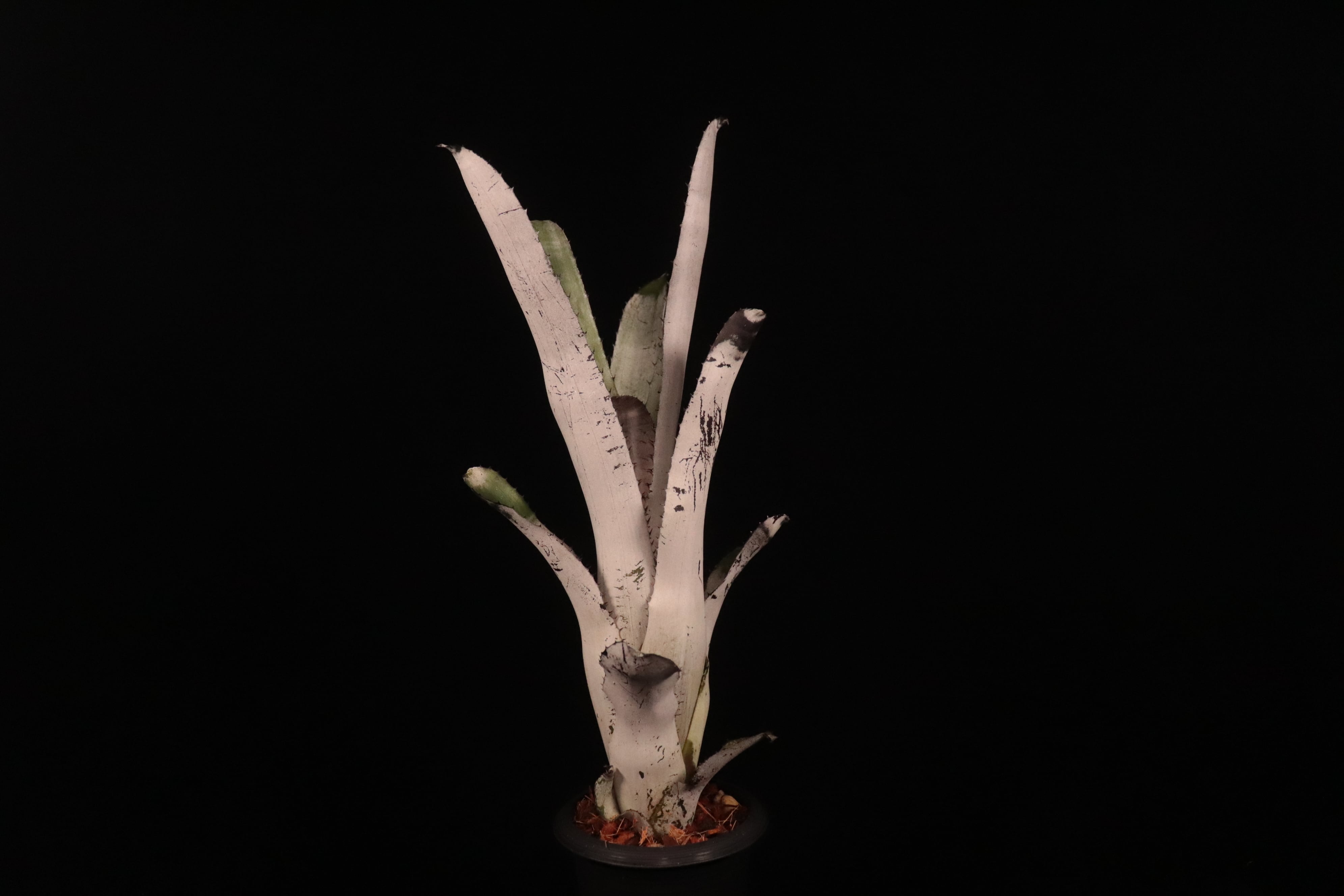 Aechmea 'Bert' variegated〔エクメア〕現品発送A165 Aechmea