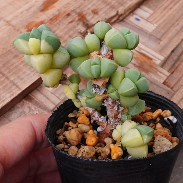 【レーマニー錦 】群生　斑入り　おもしろ　韓国多肉　