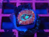 Scolymia Baby MixedPattern 1