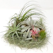 2026年 エアプランツ福袋(たゆみま) 3,300円