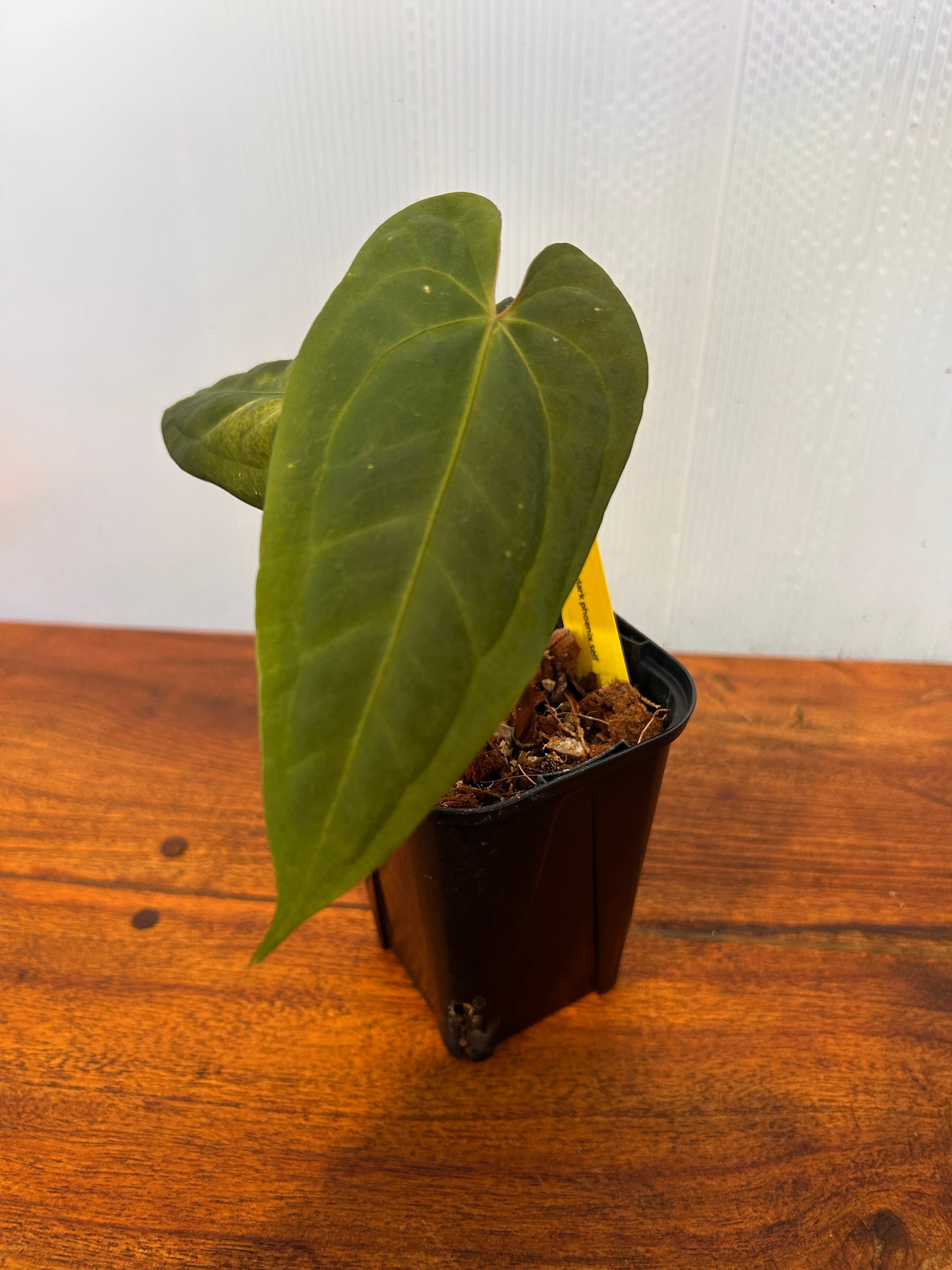 Anthurium | BALI-AN 園芸