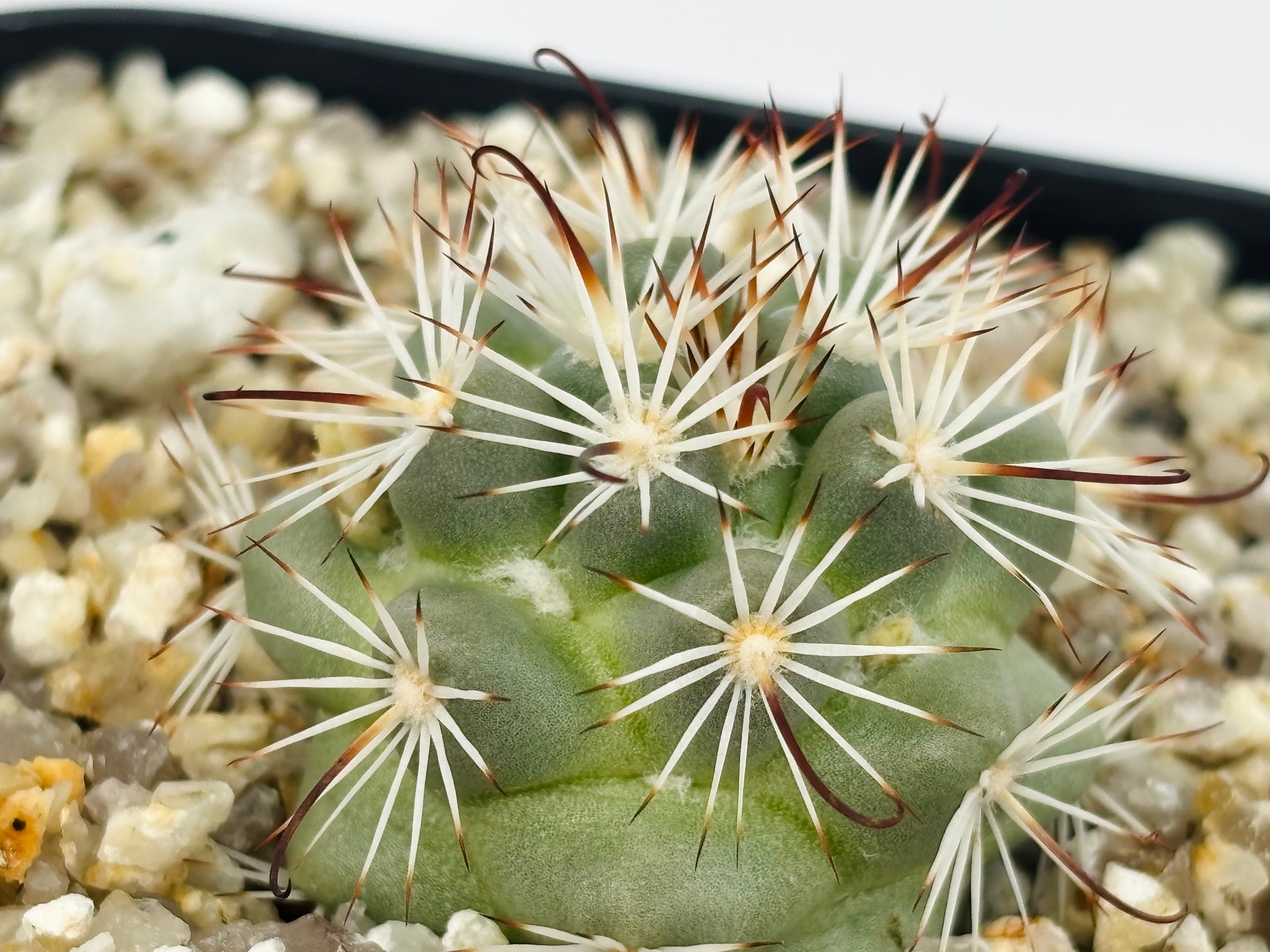 Mammillaria Schumannii マミラリア 蓬莱宮 サボテン | plants MARU
