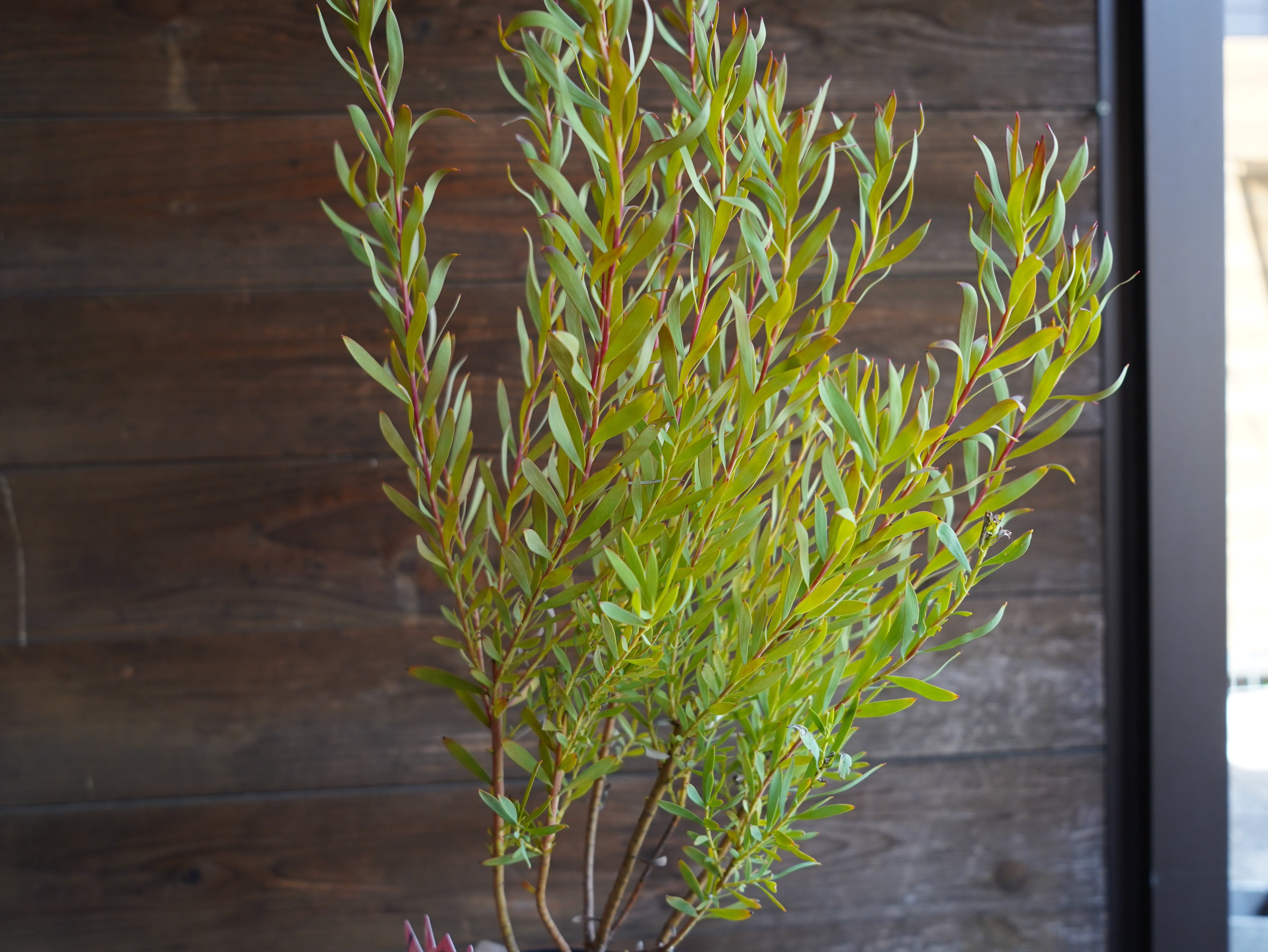 【現物】リューカデンドロン ”Cream Delight” 6号 B