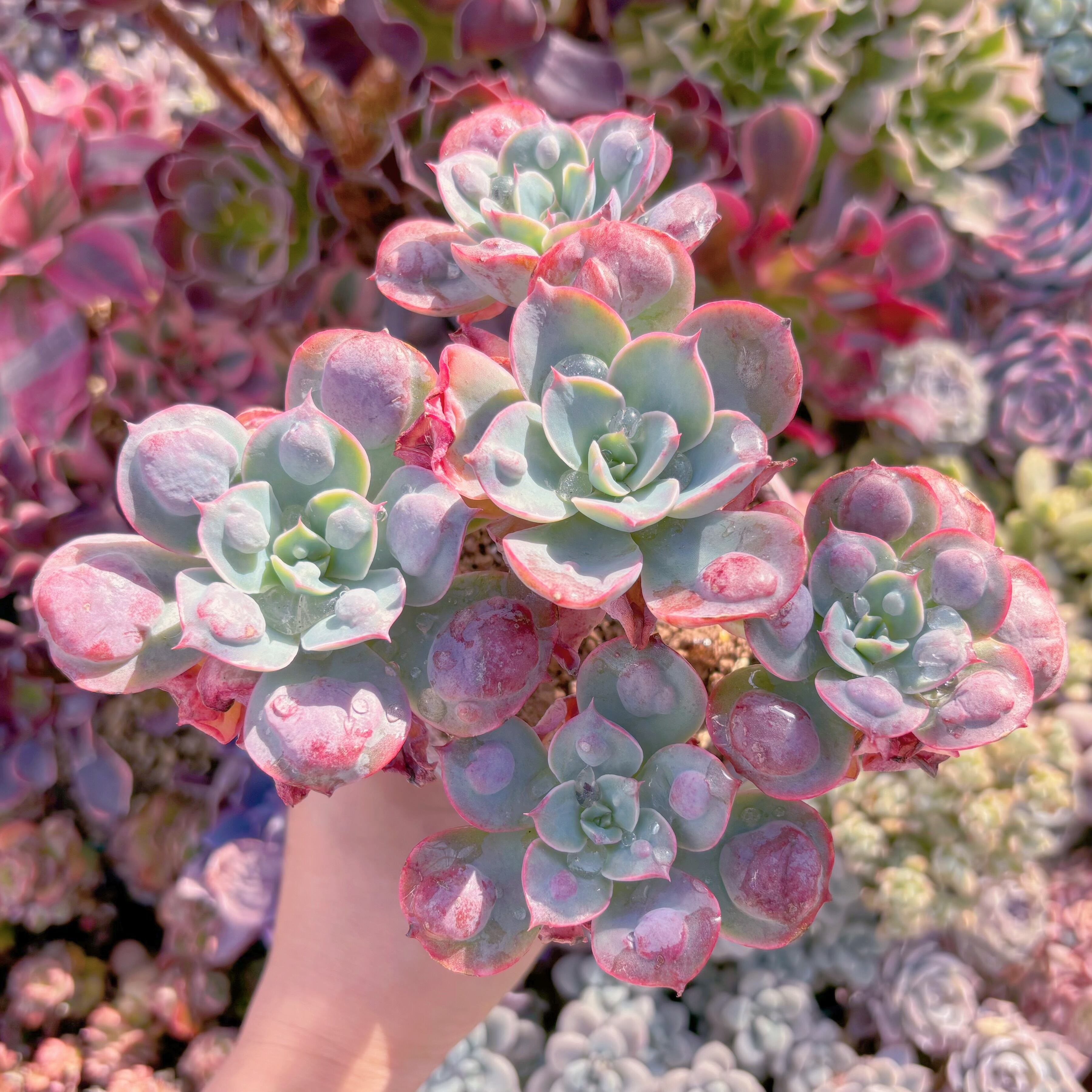 現品　ビヨンセ#2201　大群生　るる農園