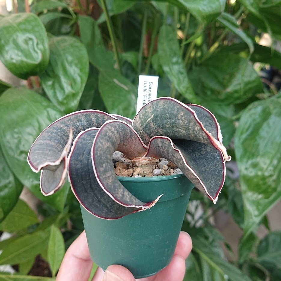 No.2 Sansevieria hallii Pink Bat サンスベリア ピンクバット No.2 Sansevieria hallii Pink Bat サンスベリア ピンクバット