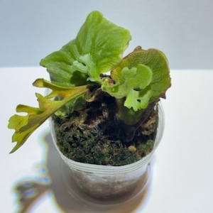Platycerium ridleyi dwarf 'Silver' ビカクシダ・リドレイ・ドワーフ ‘シルバー’