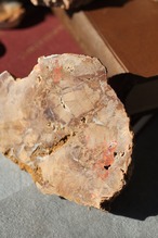 ペトリファイドウッド プレート |  Petrified Wood Plate ◇ 天然石・鉱物・パワーストーン | st00408