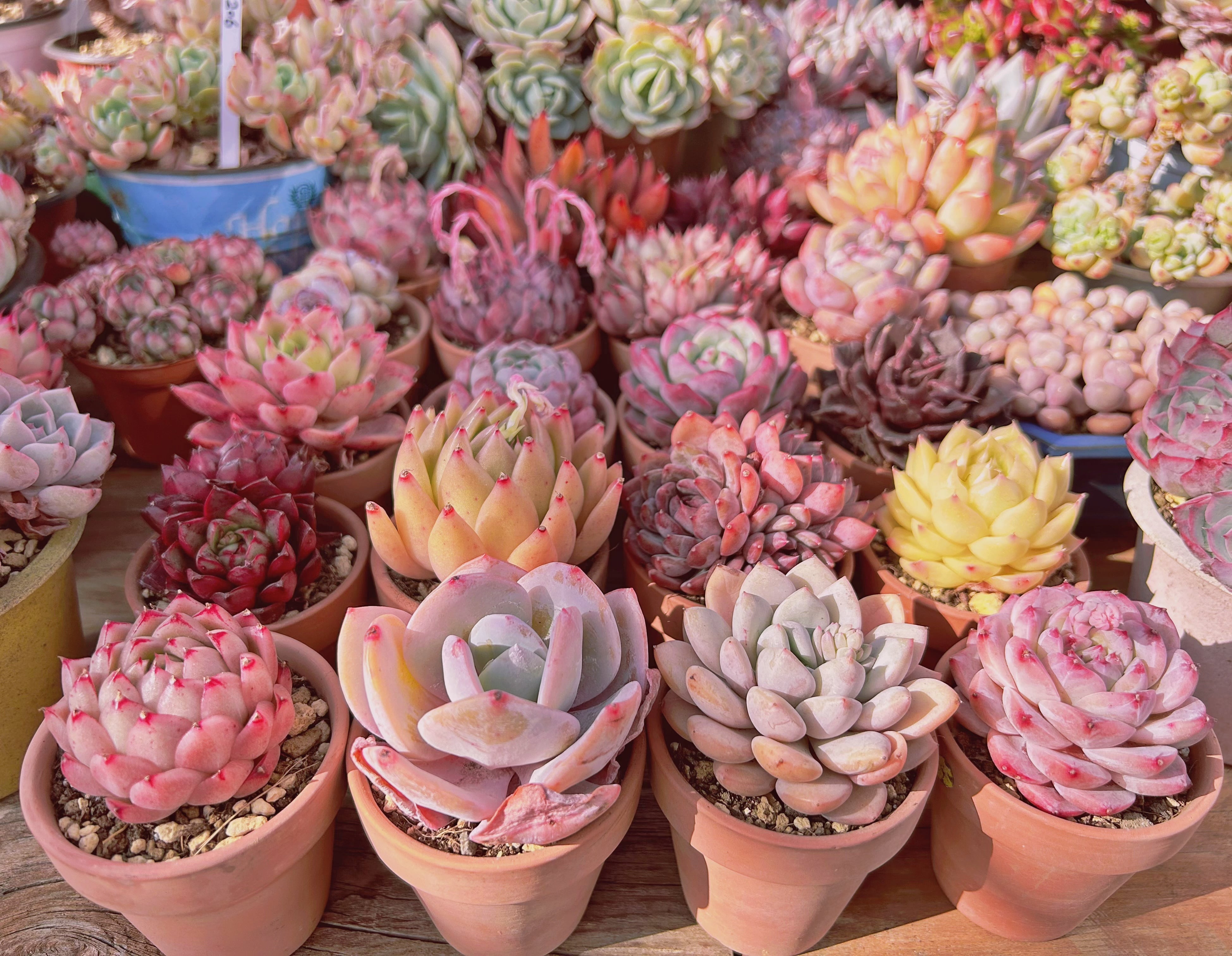 ⭐️るるお得セット⭐️6苗入り | るる農園~多肉植物専門