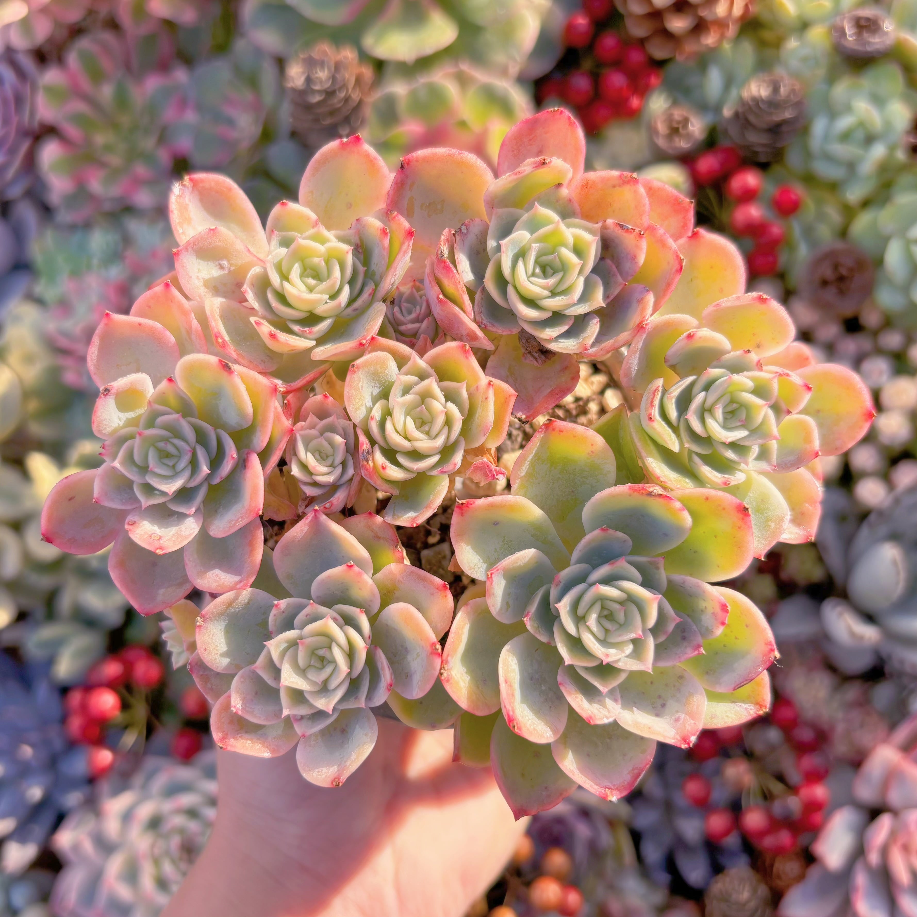 現品　メロン#682　大群生　新入荷　るる農園