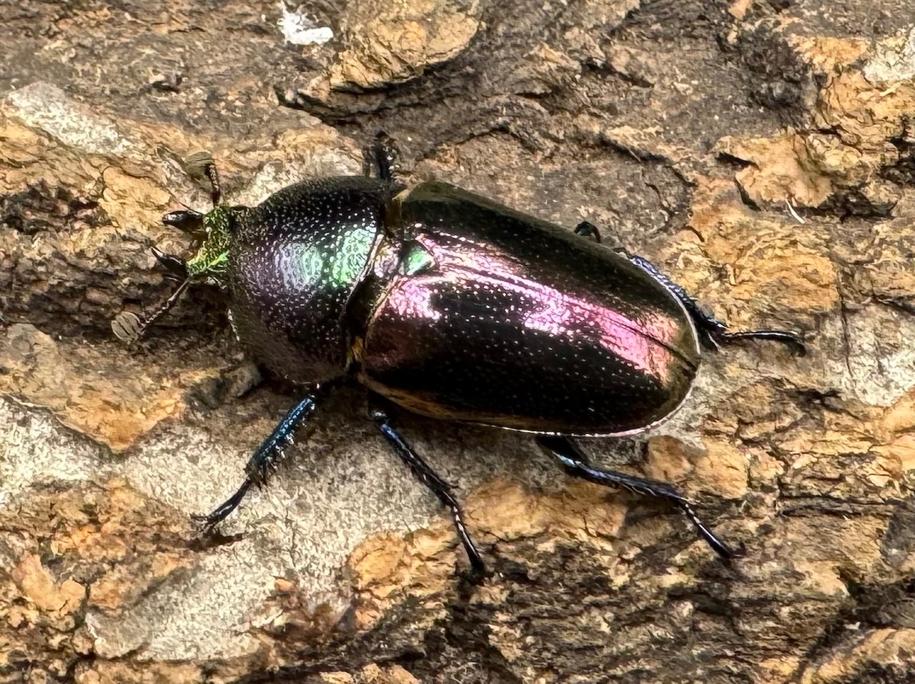 【美麗】《パプアキンイロクワガタ ペア》inohiro109氏ブリード個体