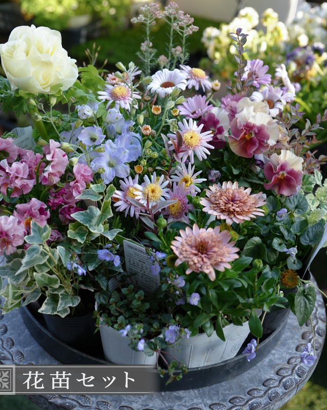 【寄せ植えミニセット】濃いピンクのビジューマムとラベンダー色デルフィニウムのミニ苗セット