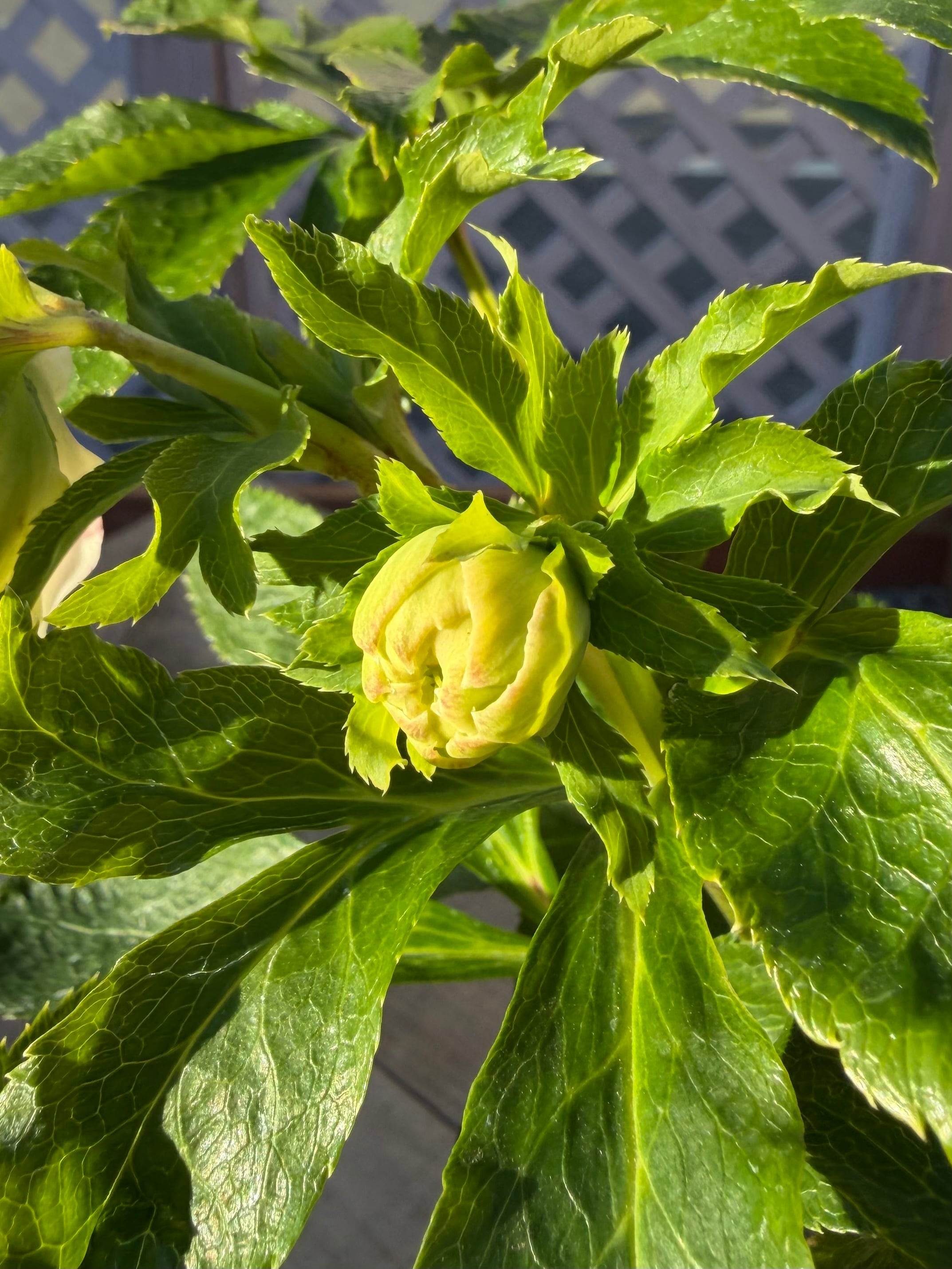 シャルウィダンス 若泉ファーム クリスマスローズ【Wa01】送料無料