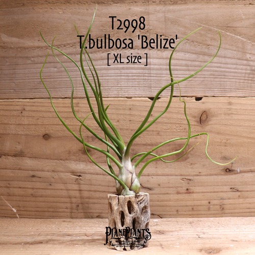 【送料無料】bulbosa 'Belize'〔エアプランツ〕現品発送T2998