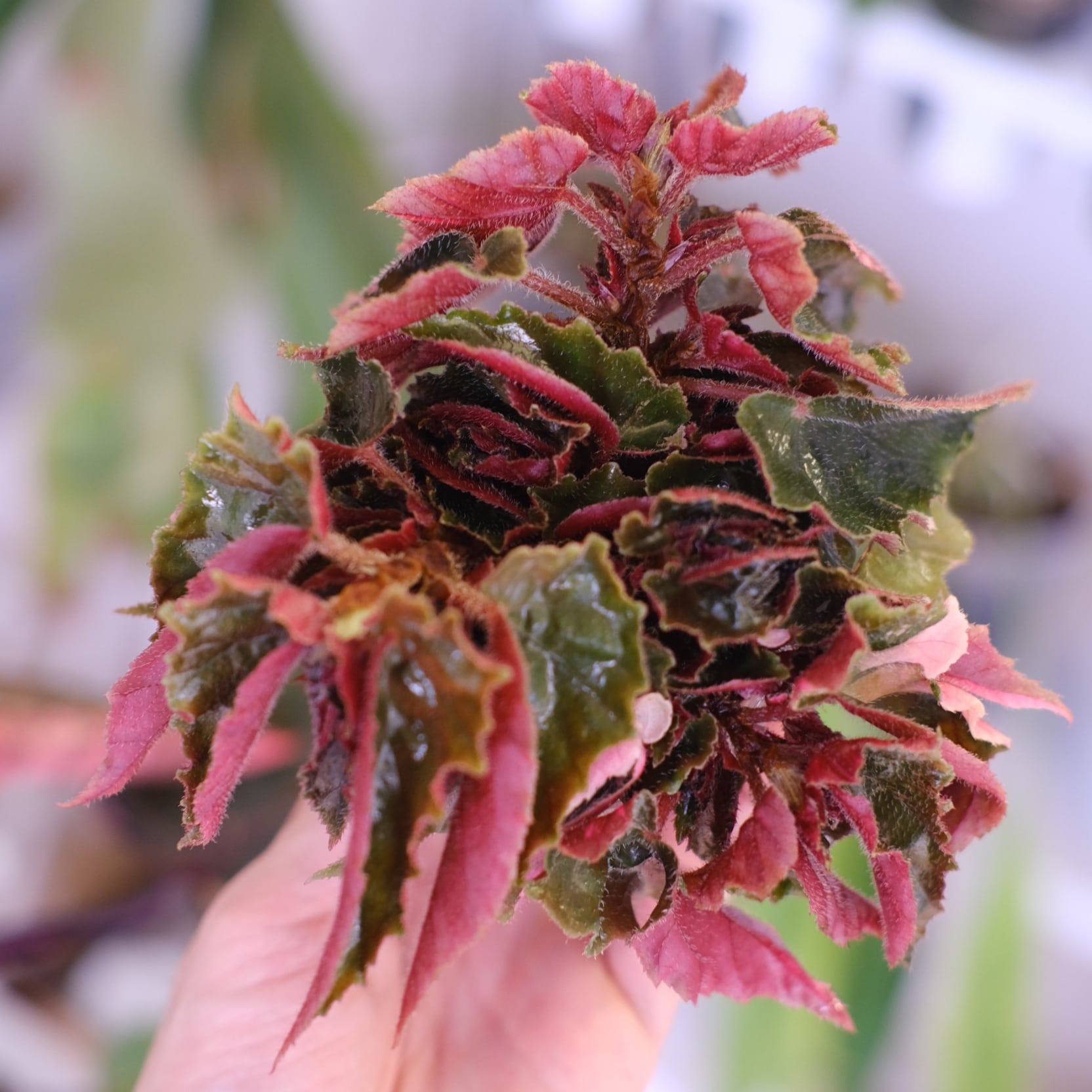 Begonia ginny galaxy│ベゴニア ジニー ギャラクシー⑧│観葉植物