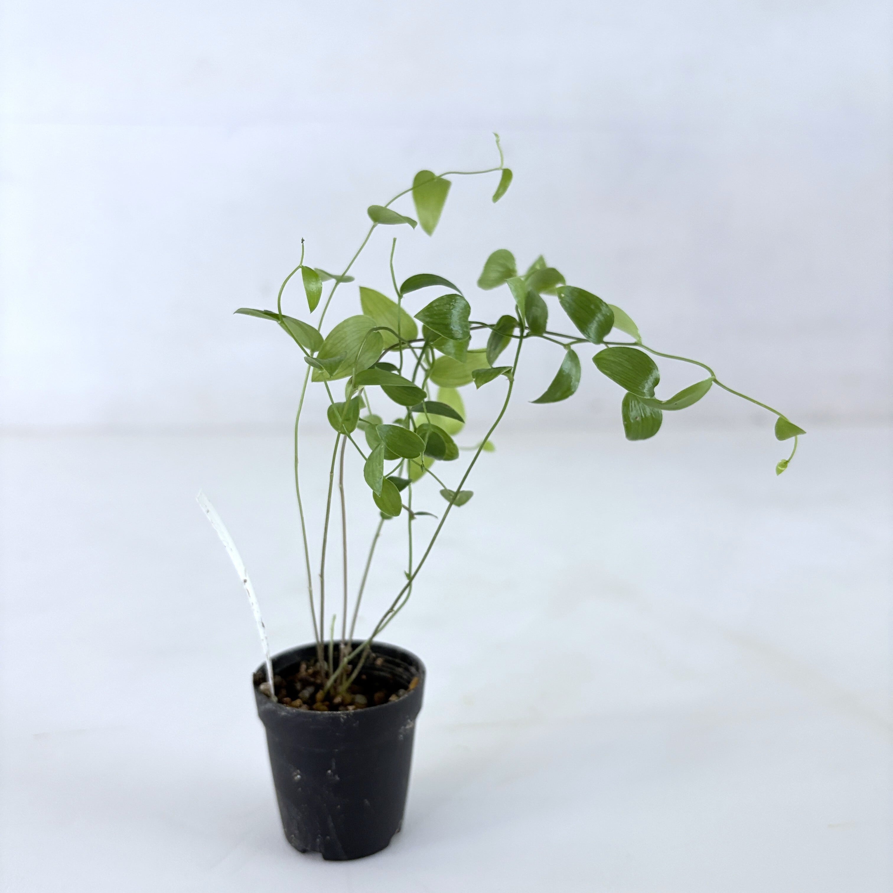 スマイラックス 苔テラリウム作製用素材◆Lカップ、つる性植物