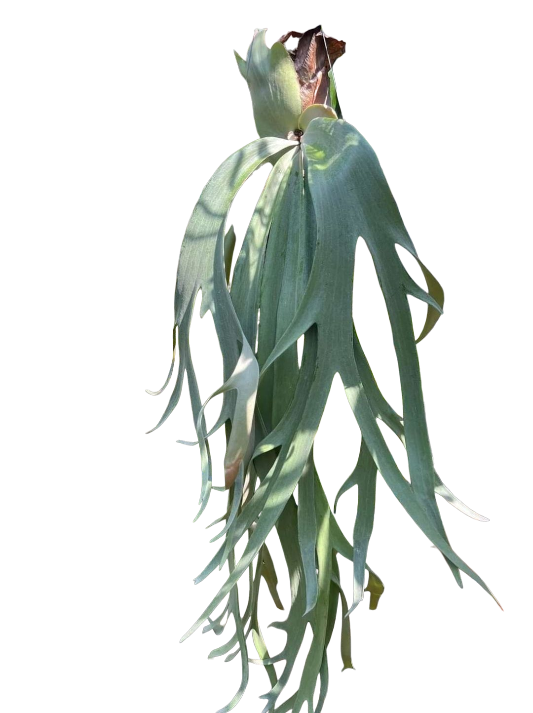 206 ビカクシダ Platycerium Willinckii Spur TC P. cv. White