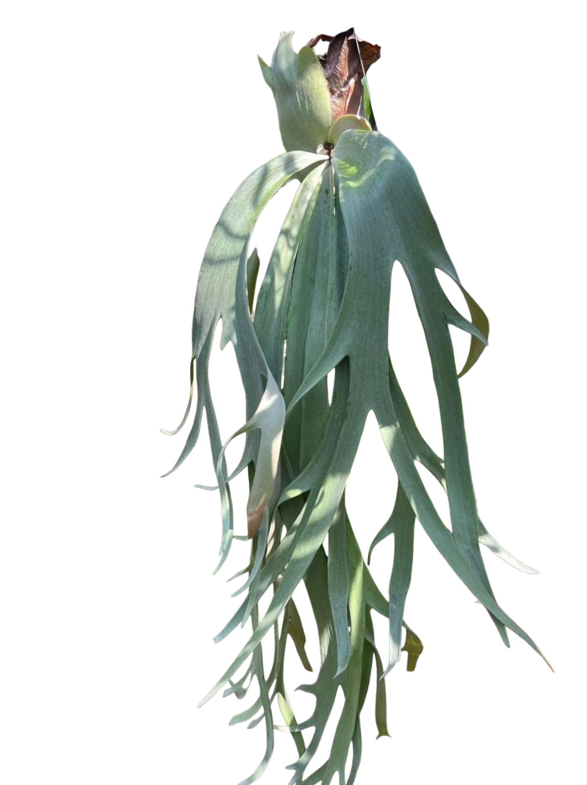 P. willinckii cv. White Mountains 【artPLANTs/PLANTS GARAGE