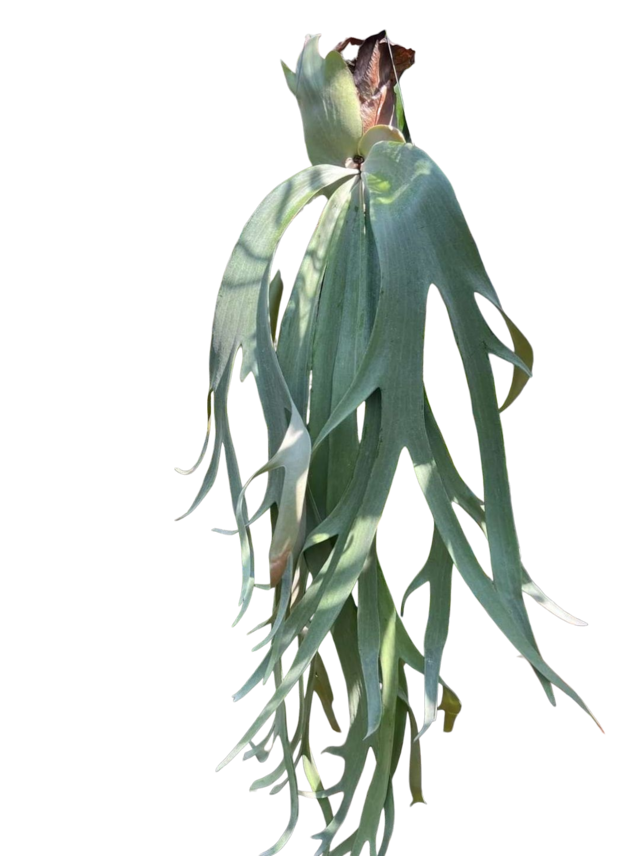 P. willinckii cv. White Mountains 【artPLANTs/PLANTS GARAGE