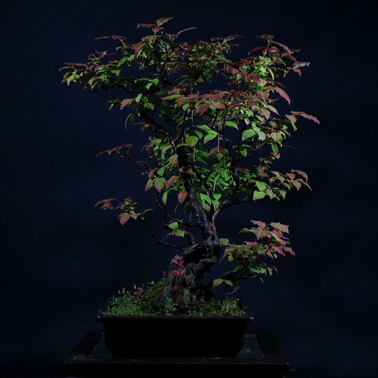 ナツハゼの中品盆栽 | Pay ID