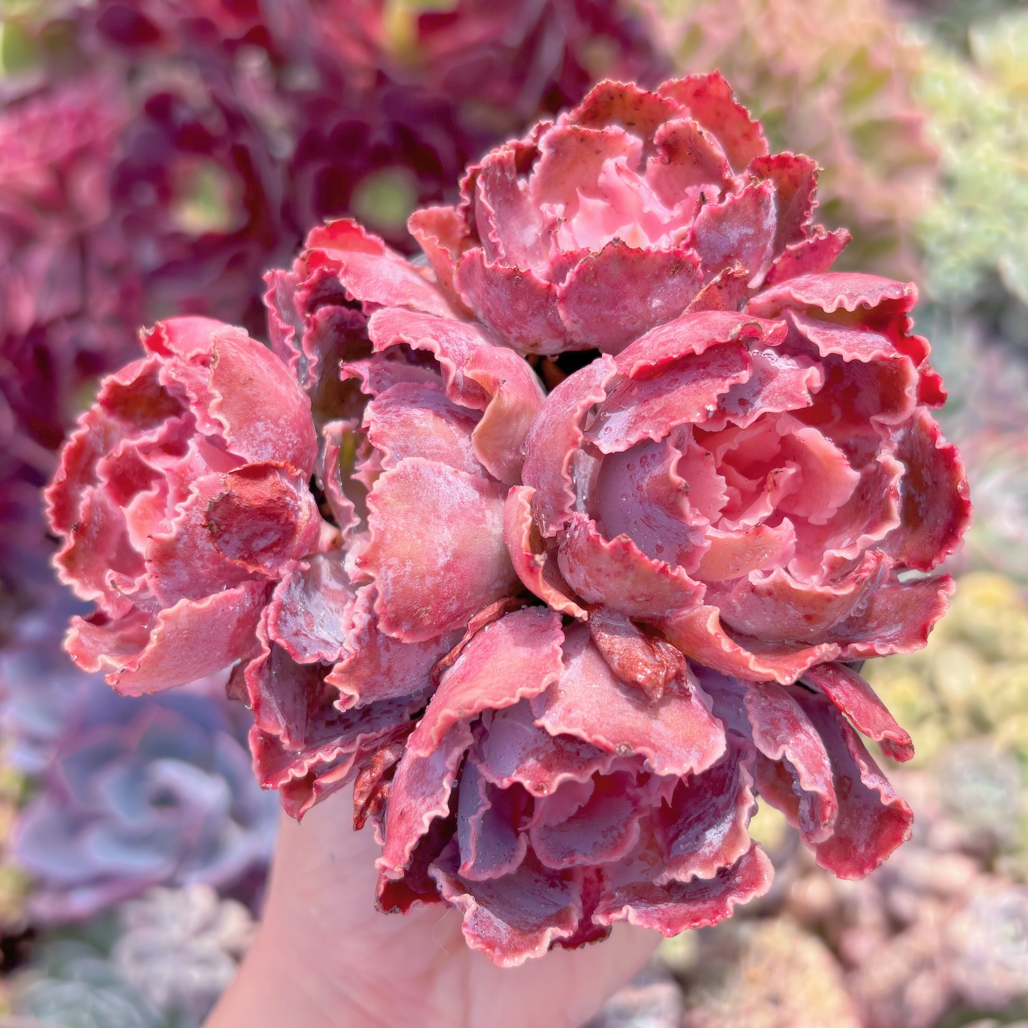 現品　シャビアナ#D10　群生　るる農園