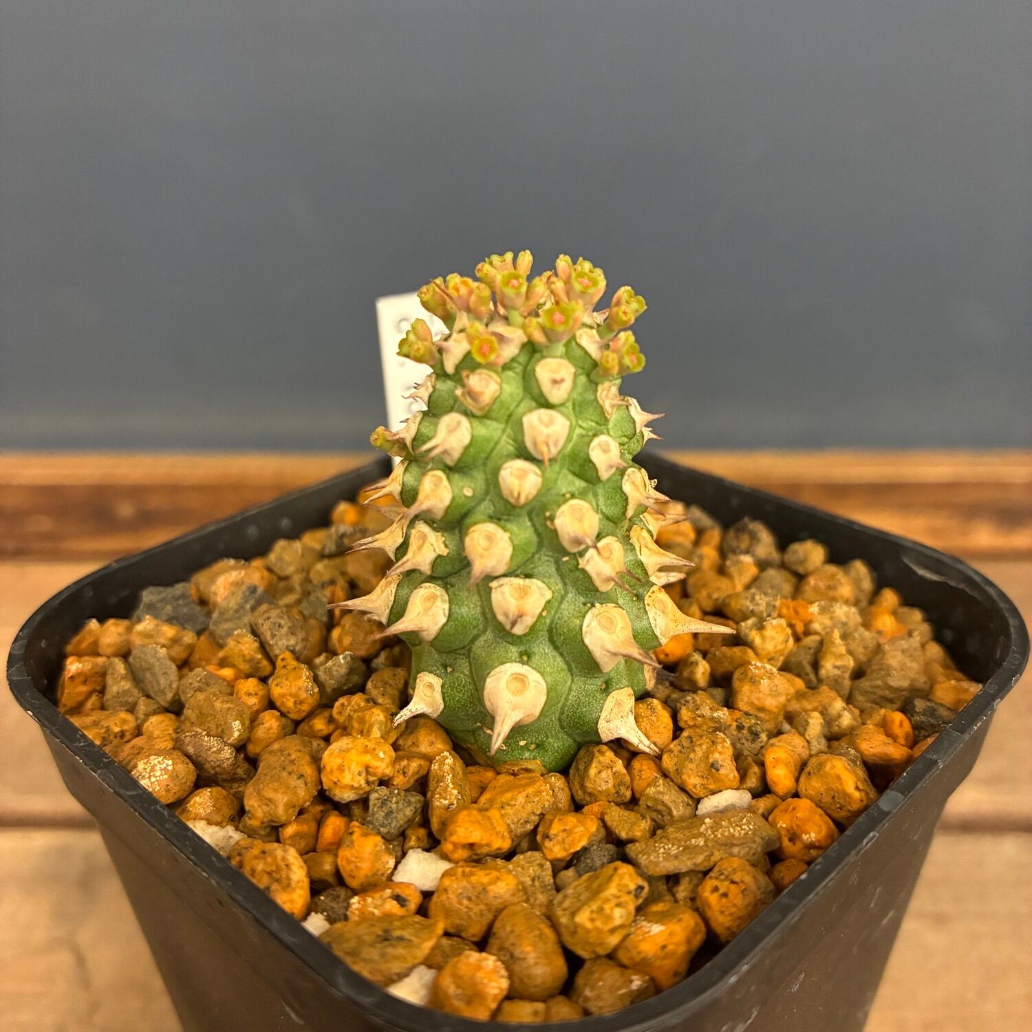 多肉植物 | PROTOLEAF プロトリーフ