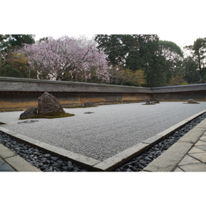 石、庭、桜