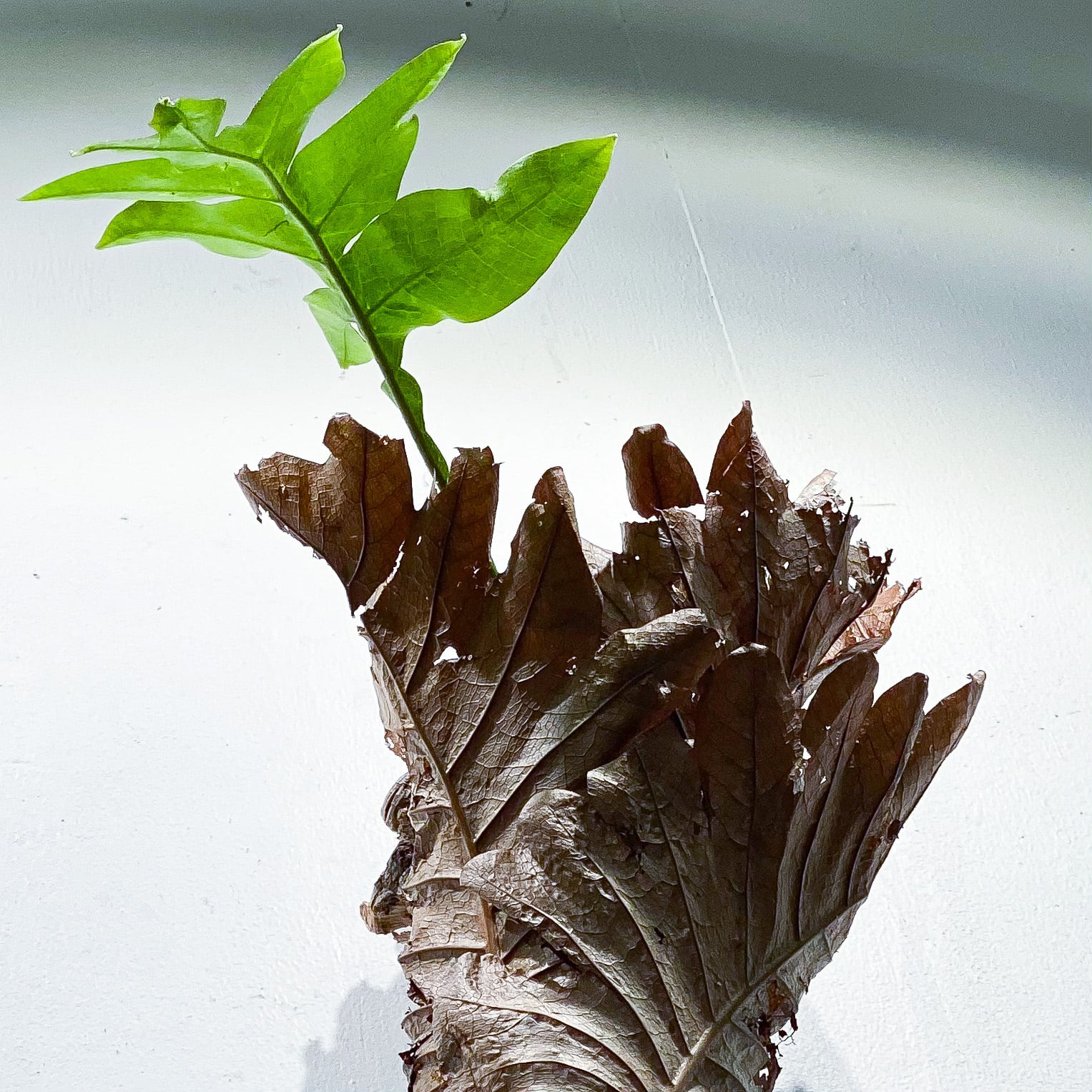 ドリナリア・クエルシフォリア Drynaria quercifolia | STAND BY GREEN 