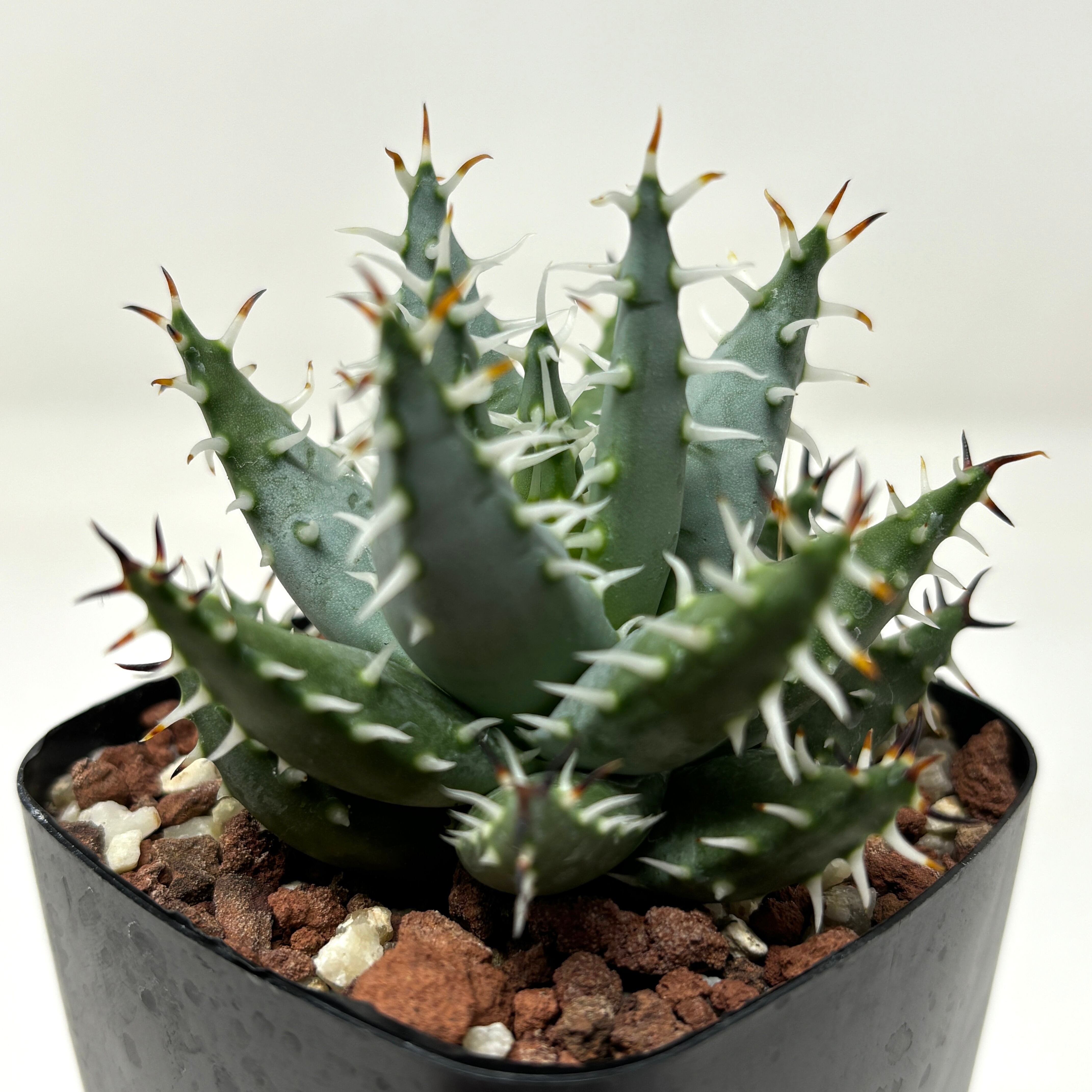 激レア 5ヘッド アロエ エリナケア 激レア 5ヘッド アロエ エリナケア アロエ エリナケア | GREEN LUCK