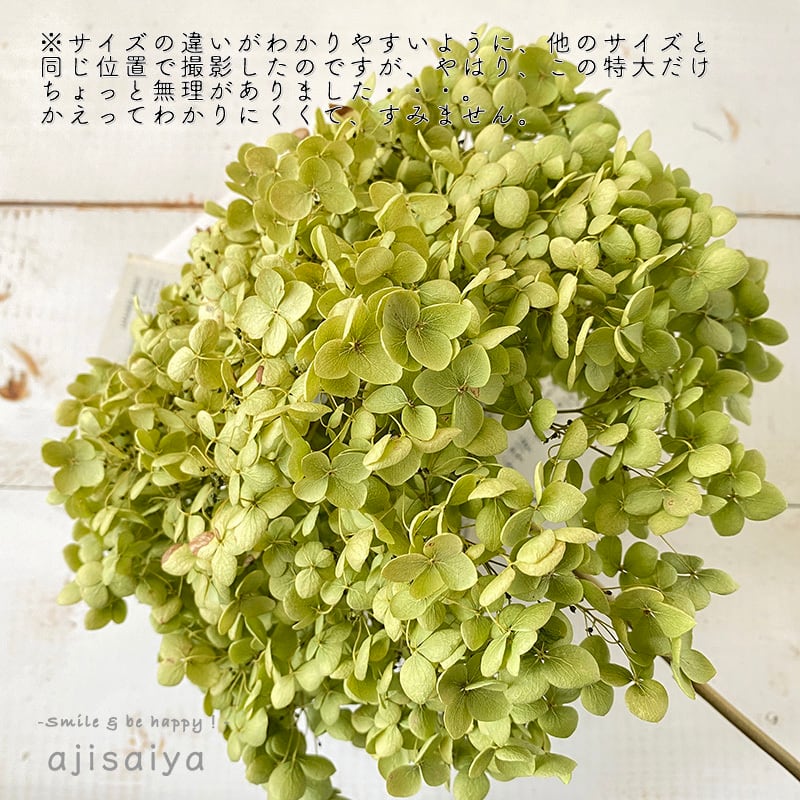 新入荷：2024年産】特大アナベル ドライフラワー ステム付き 1輪  