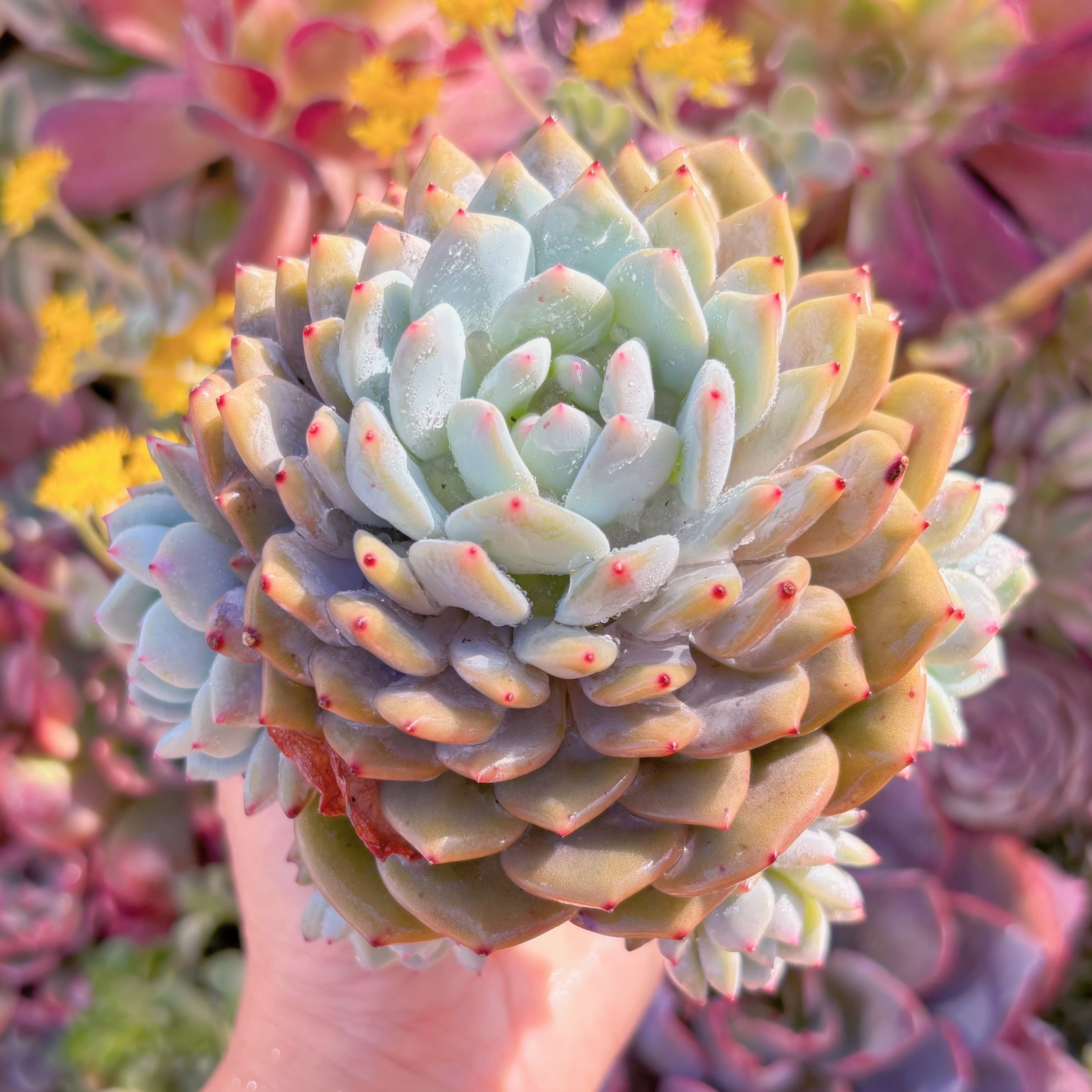 現品　玉芙蓉#M166　大苗　るる農園