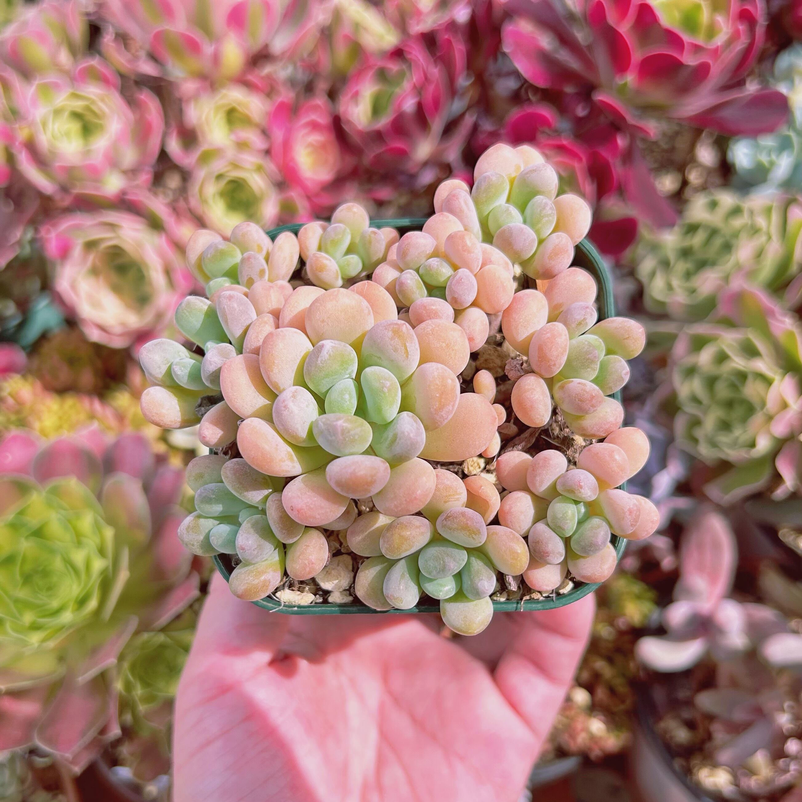 #529現物　多肉植物　 ラブリーディア　